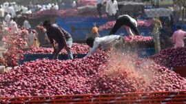Traders trace the roots of the current squeeze back to April, when unseasonal rains damaged onion crops and hit output. (File)