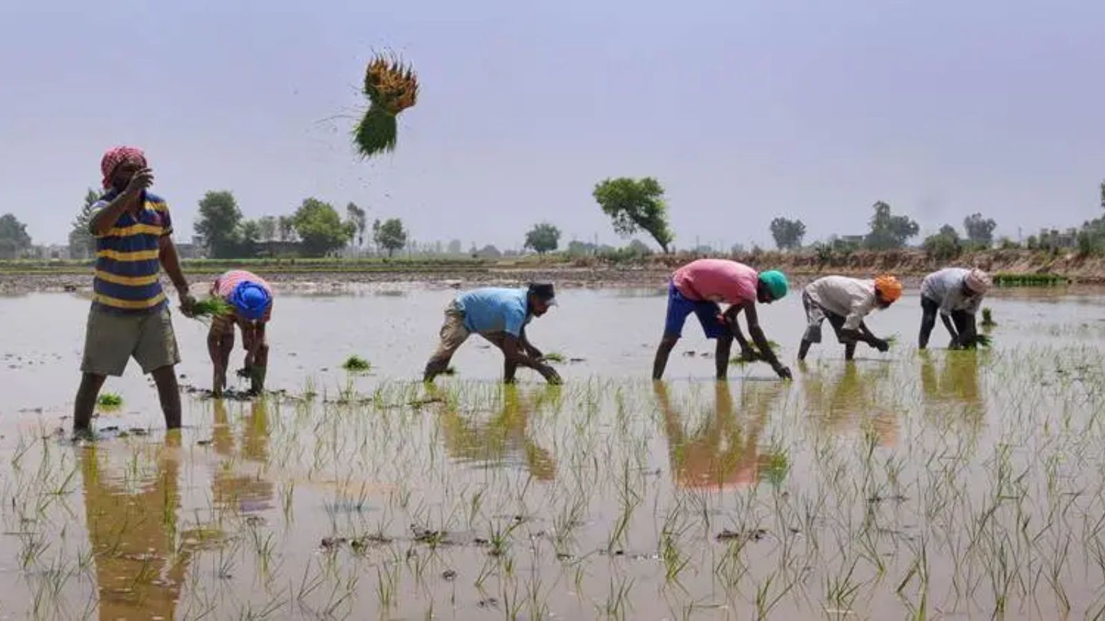 Case of the ‘missing’ paddy: How Telangana’s hunt for missing stocks uncovered a multi-crore scam