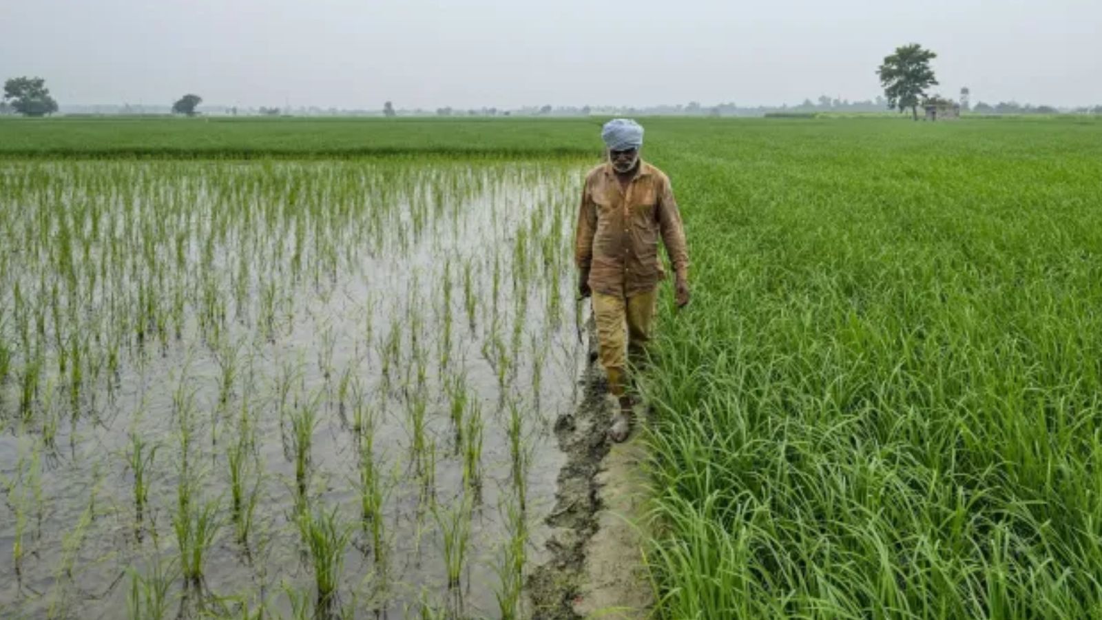 At 32.76 lakh hectares, Punjab's paddy area hits all-time high