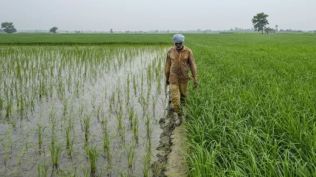 Punjab's paddy area has reached a record 32.76 lakh hectares, with rice now covering more than 90% of the state's kharif cultivation area.