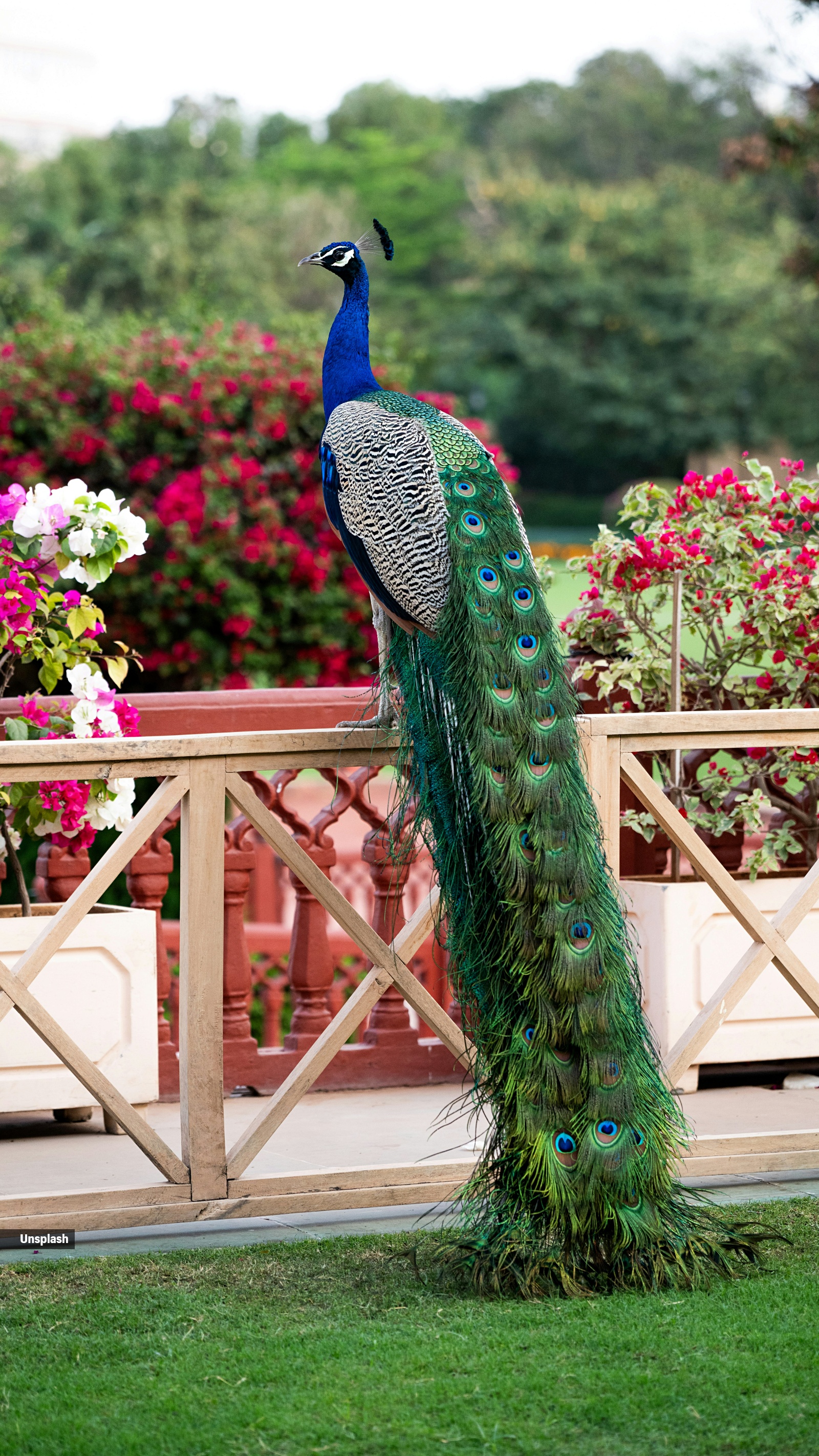 peacocks