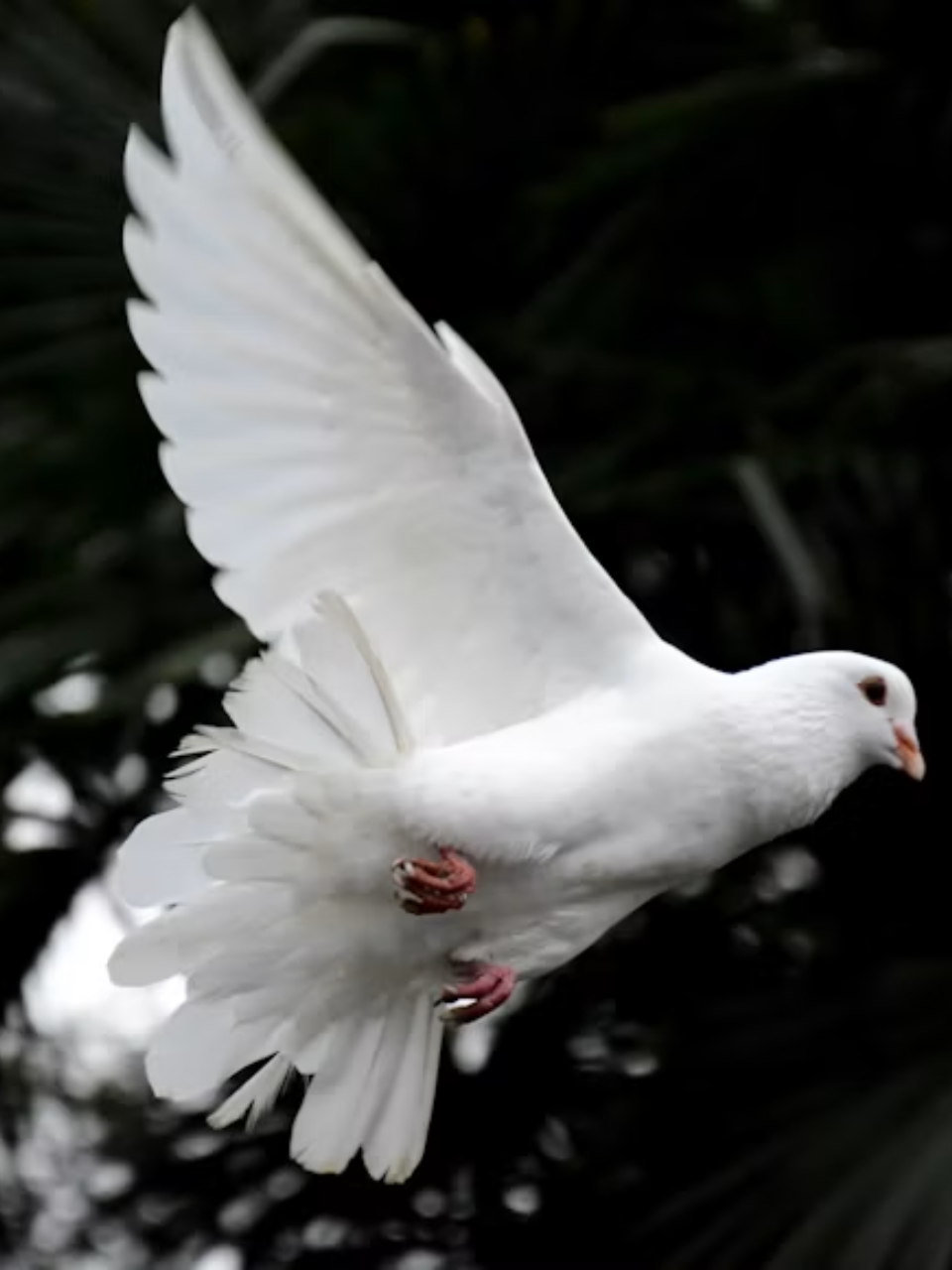 Pigeon Species You Didnt Know Existed Pigeon Species You Didnt Know Existed