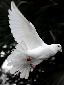 Pigeon species you didn’t know existed