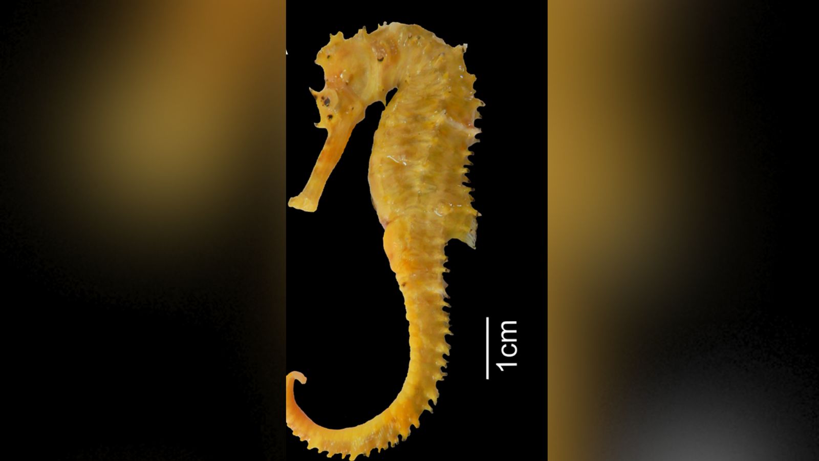 New seahorse species discovered off Tamil Nadu coast by Kerala scientists