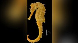 seahorse