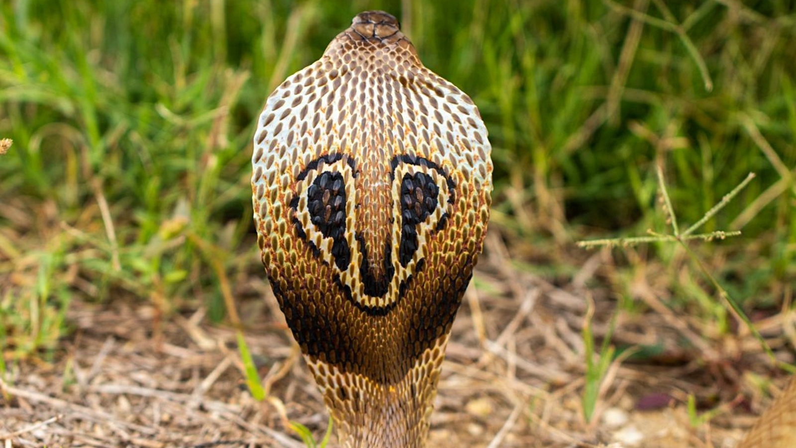 Why an Indian cobra spread its hood: Learn about the snake’s dramatic display