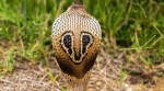 cobra