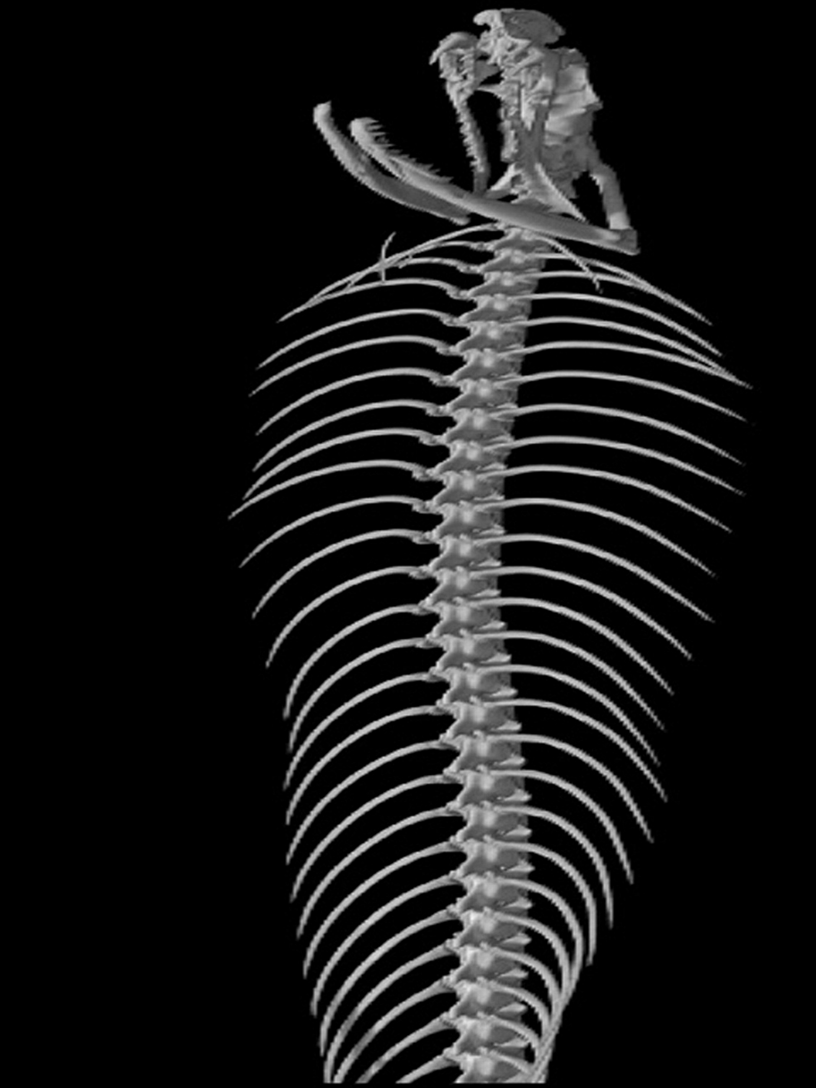 cobra