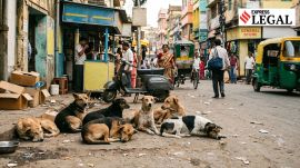 stray dogs cases allahabad high court