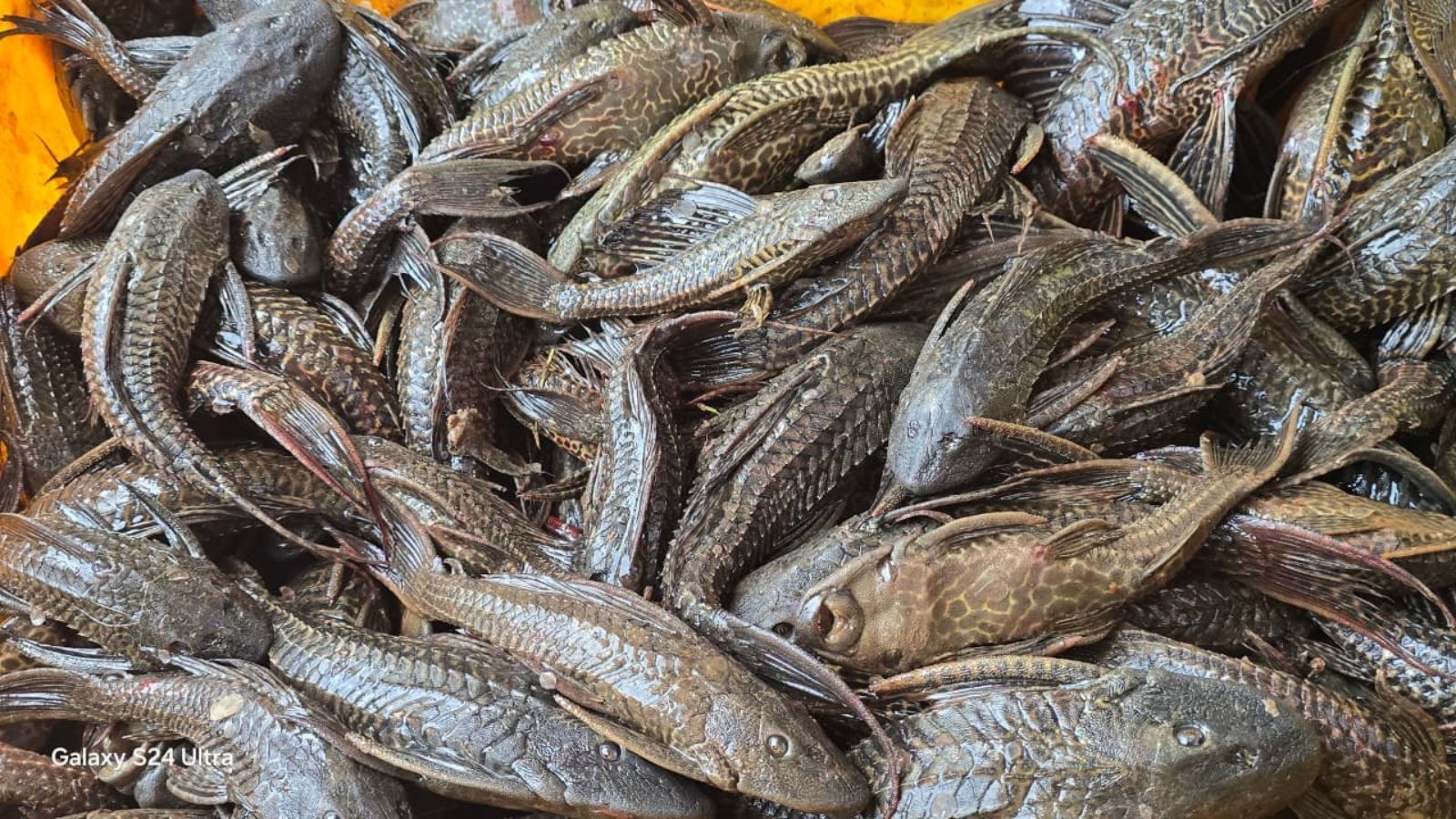 Invasive fish species spawns India's first fishermen-driven removal system