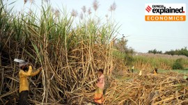 The sugarcane crop in Maharashtra, Karnataka and Gujarat suffered from excess rainfall in September-October last year. Pavan Khengre/file