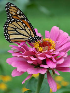 Animals whose life cycles are shaped by summer