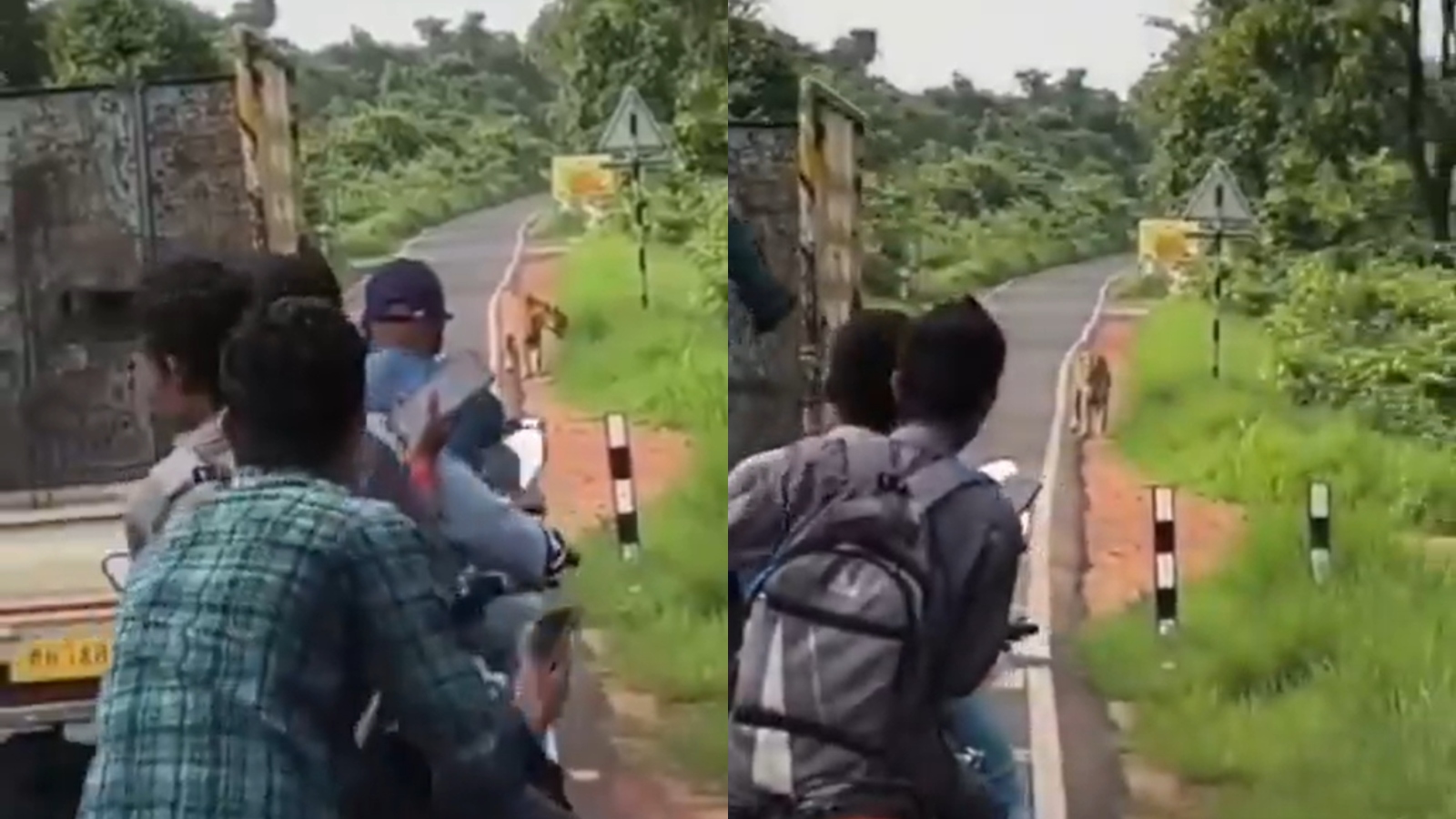 Viral video shows people getting dangerously close to tiger for photos, videos: WATCH