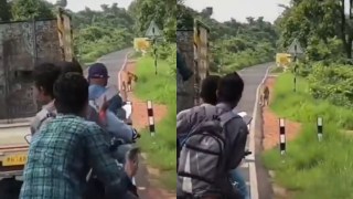 Tadoba tiger viral video