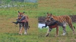tiger hunts peacock