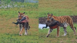 tiger hunts peacock