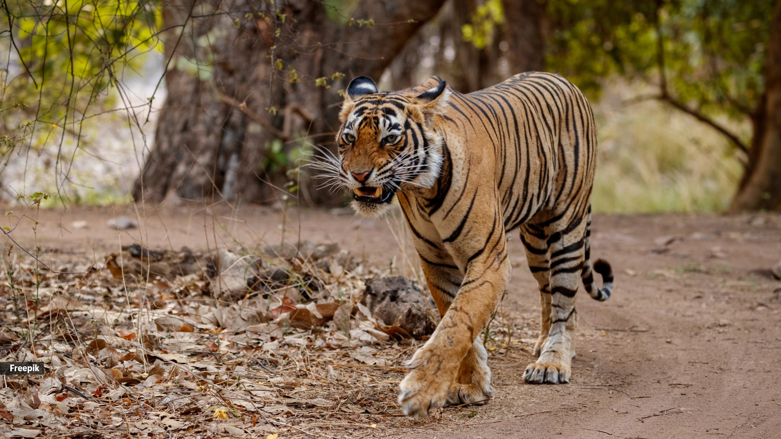 Who killed the tiger? The question isn’t enough to tackle modern trafficking