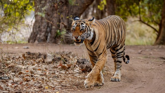 tiger