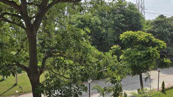 tree census
