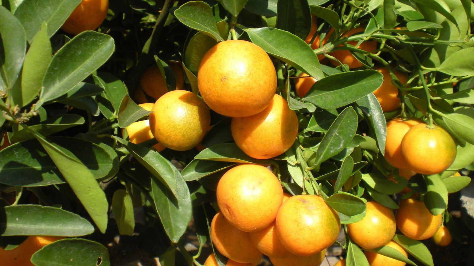 A Kumquat plant (Wikimedia Commons)
