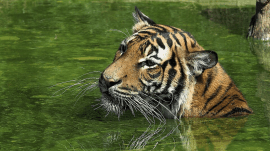 Madhya Pradesh, Madhya Pradesh power project in tiger corridor, Madhya Pradesh Forest Department, National Board for Wildlife, Indian express news, current affairs