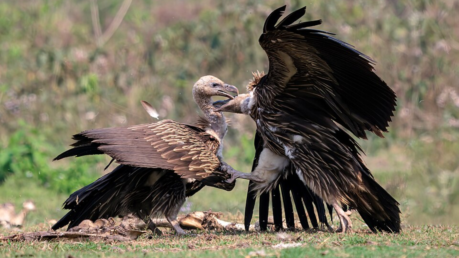 Six Vulture Species Found In Or Associated With India