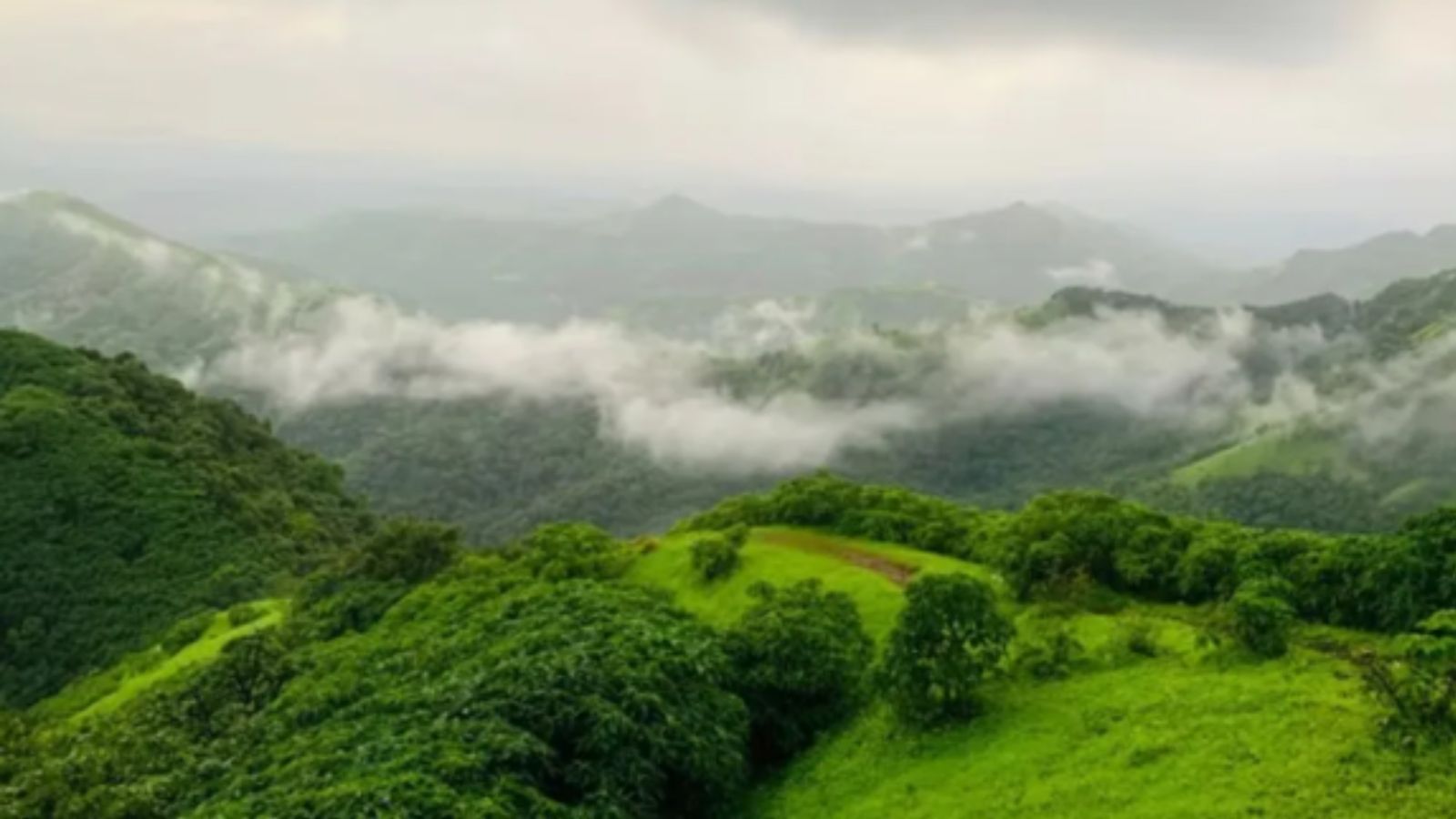 Katlekan forest loss in the Western Ghats sparks calls to stop illegal clearing