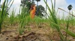 Food Security Act amendments will hurt the poorest, Antyodaya Anna Yojana (AAY), Food Security Act, National Food Security Act, Atal Bihari Vajpayee government, editorial, Indian express, opinion news, current affairs