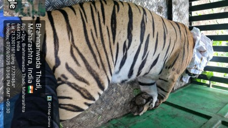 tigress suspected of killing four people, tigress kills four people, tigress attack, Nagpur, tiger attack, Shirajgaon Kasba village in Amravati’s Chandur Bazar taluka, Mumbai news, Maharashtra news, Indian express, current affairs