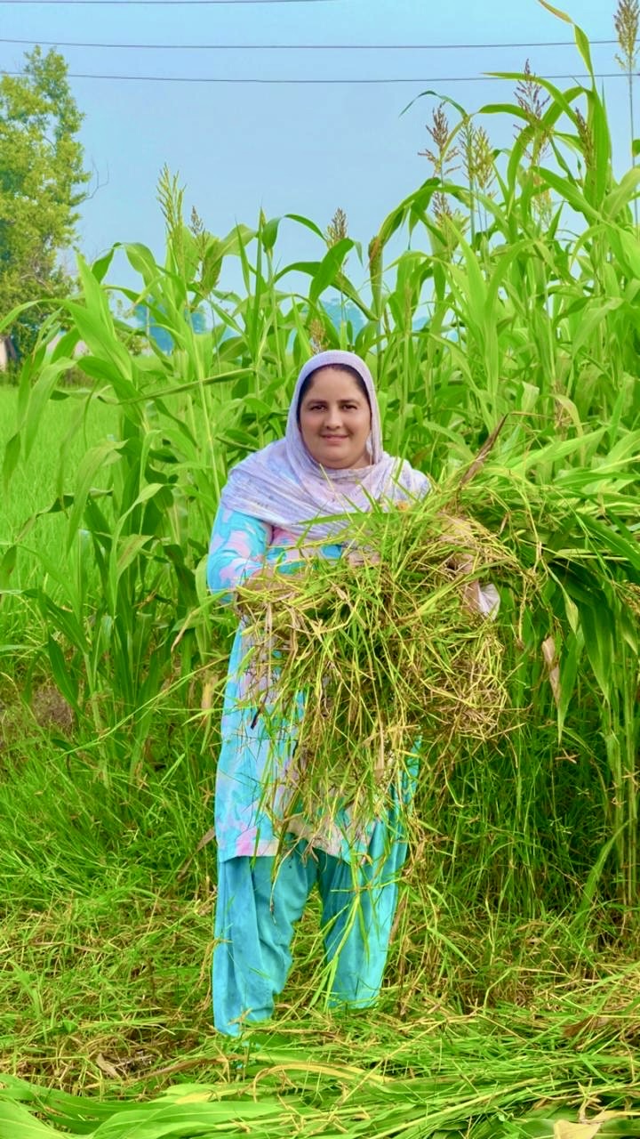 Mandeep Kaur Khaira farms around 40 acres of leased land in Talwandi Mallian village of Moga district.
