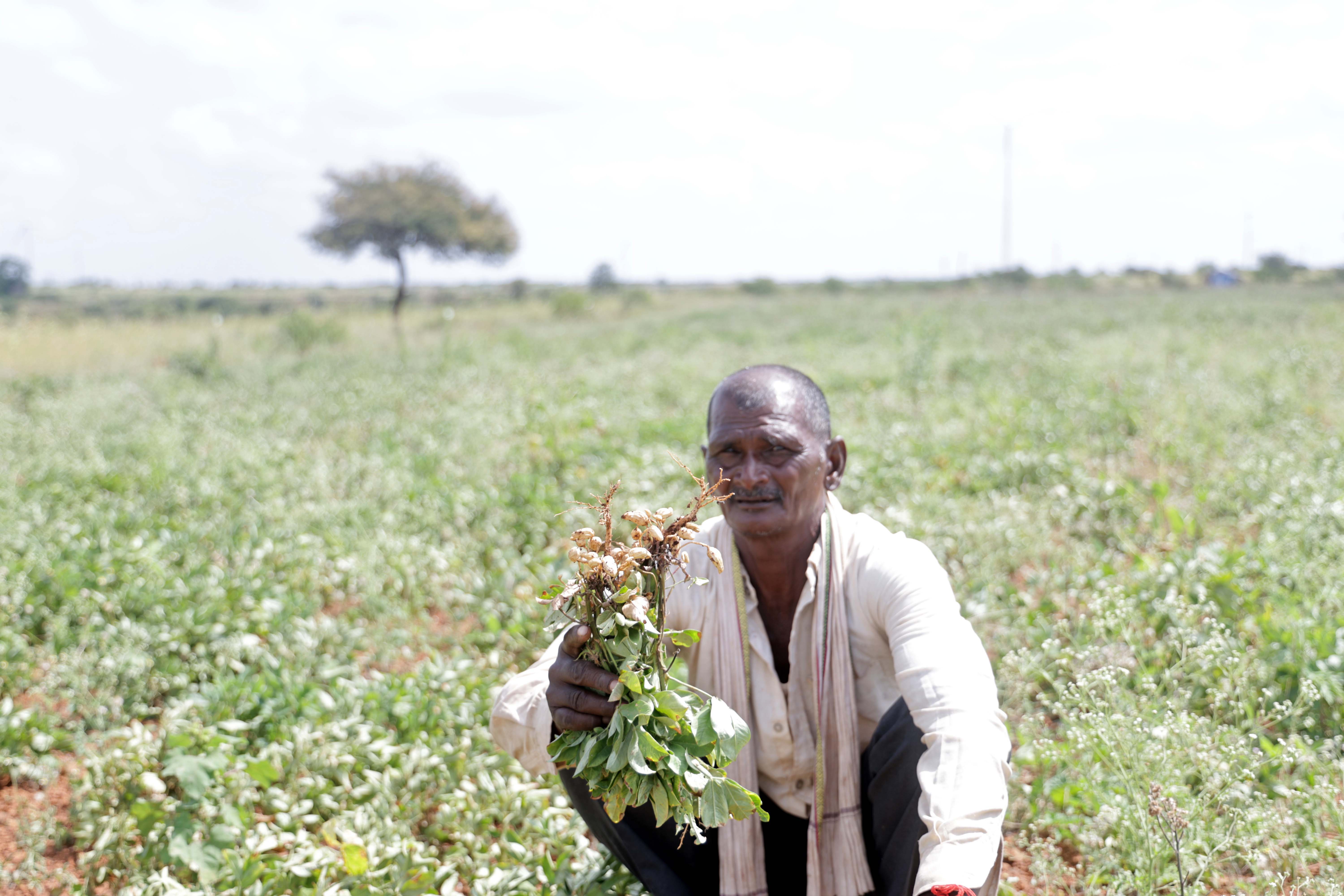 In this drought-hit taluka of Maharashtra, monsoon came, but a long dry spell followed