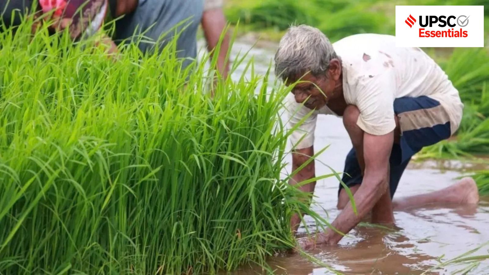 From monsoon to markets: How AI can transform India’s agricultural landscape – politics From monsoon to markets: How AI can transform India’s agricultural landscape – politics