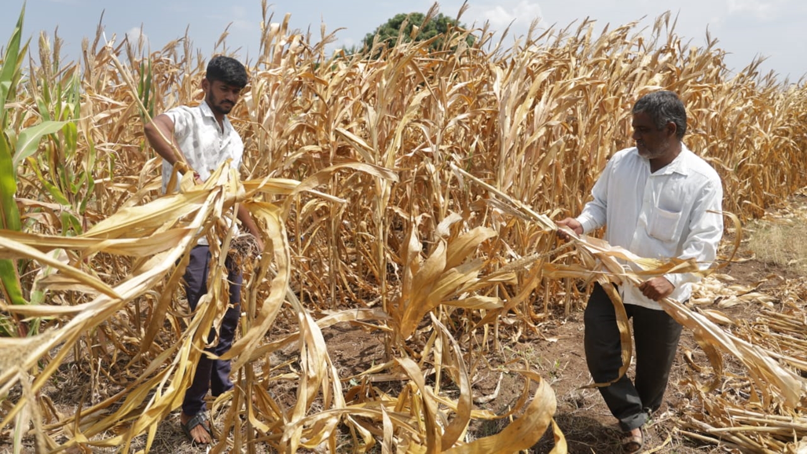 Maharashtra drought: Monsoon not over, but Marathwada turns to tankers as water sources run dry – national Maharashtra drought: Monsoon not over, but Marathwada turns to tankers as water sources run dry – national