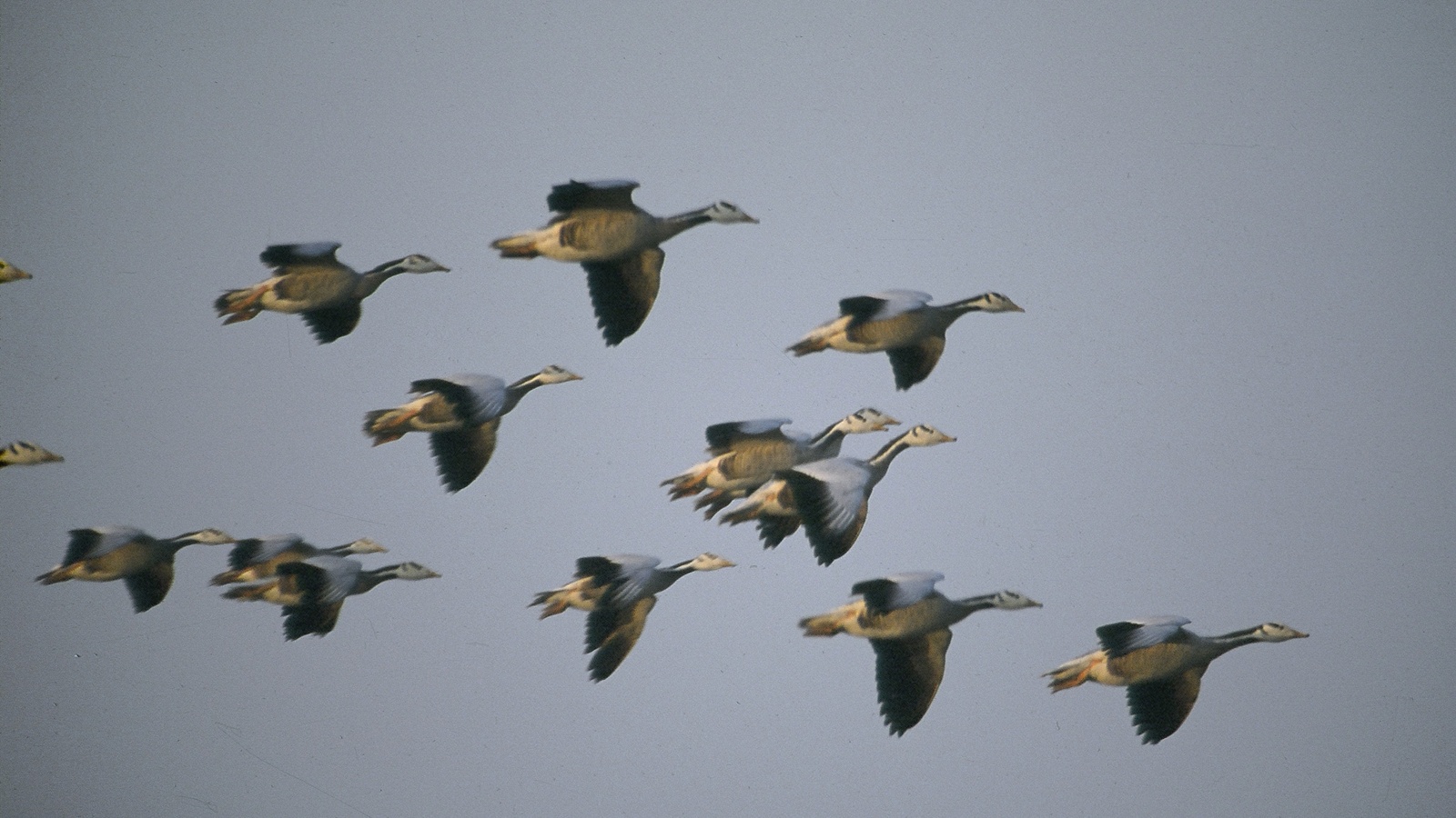Bar-headed geese