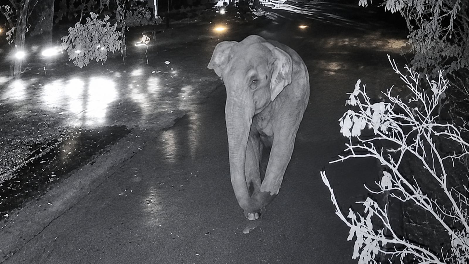 60-year-old man out on morning walk killed in elephant attack in Bengaluru
