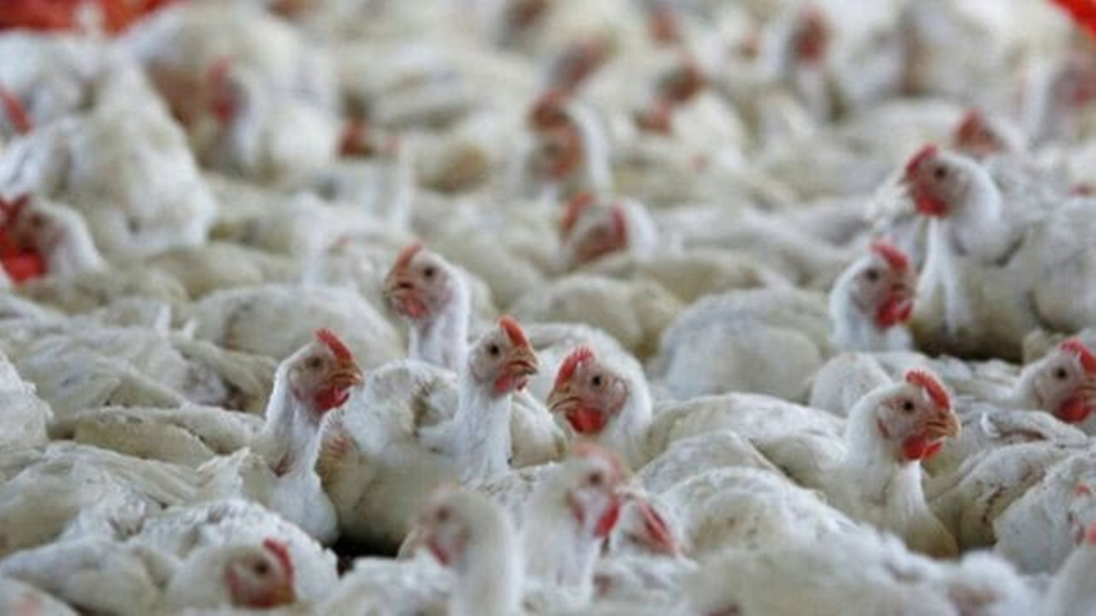 Gujarat Proposes Strict Bill to Regulate Livestock and Poultry Feed Manufacturing