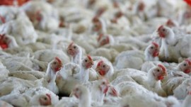 The proposed Gujarat Bill prescribes prison terms and fines for the manufacture and sale of adulterated animal feed. (Express file)