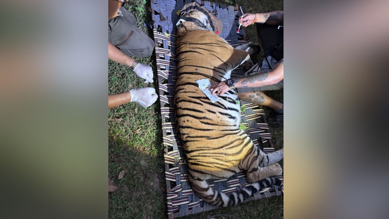 From Bihar to Buxa: Bengal’s first tiger relocation project starts; 4-day curbs on tourism – national From Bihar to Buxa: Bengal’s first tiger relocation project starts; 4-day curbs on tourism – national