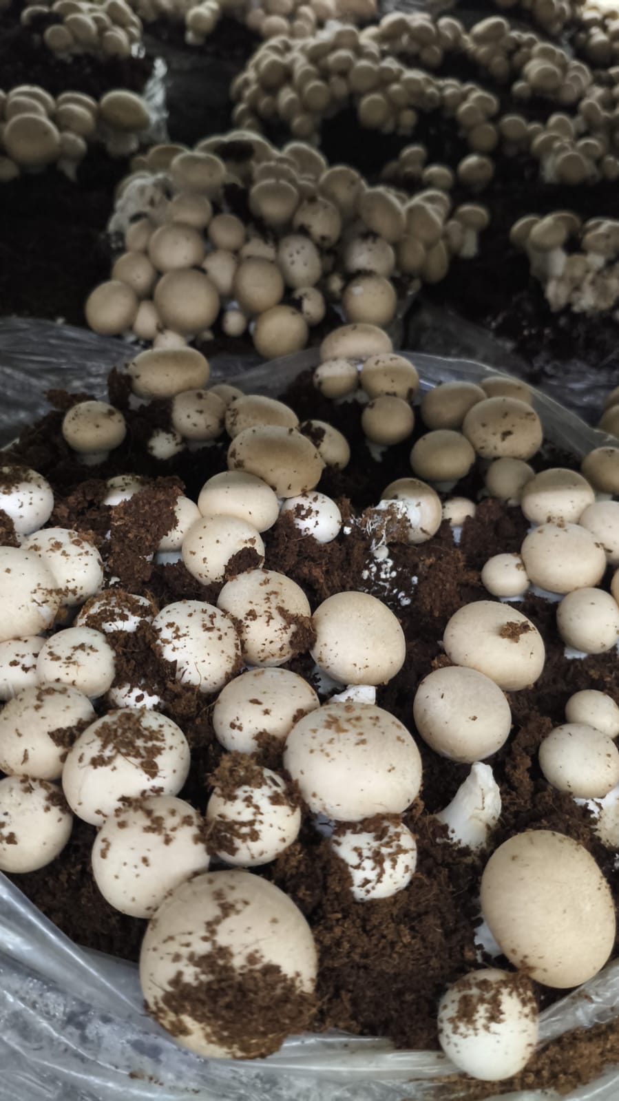 Cremini mushroom