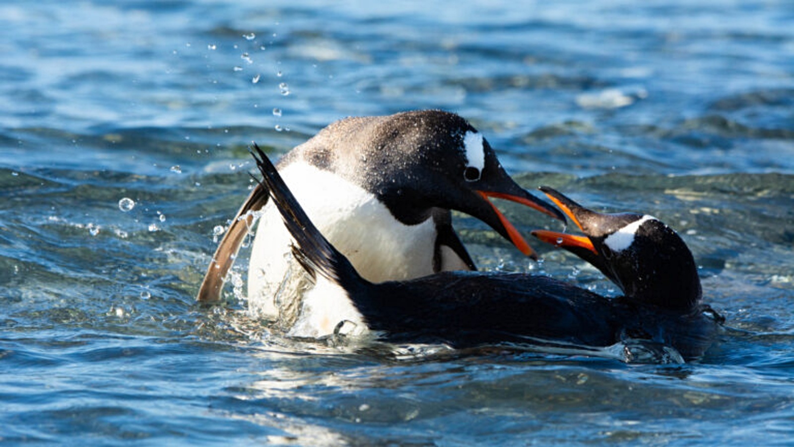 Scientists Identify New Southeastern Gentoo Penguin Species After Genetic Study