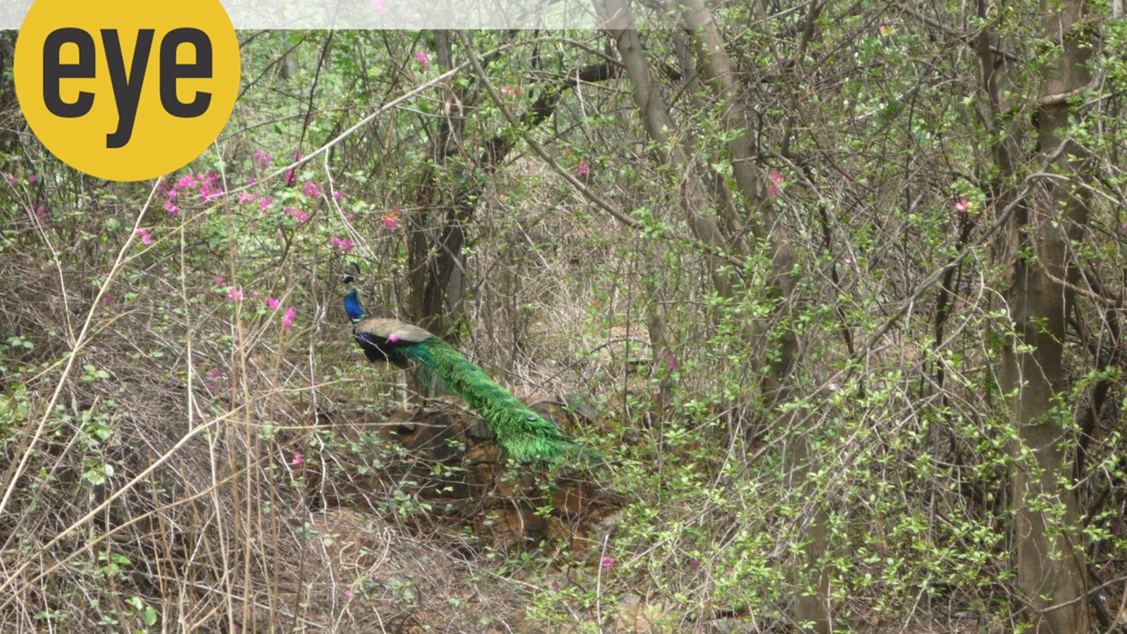 Delhi Ridge restoration: Are we helping nature or getting in its way?
