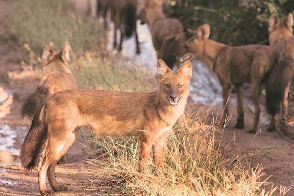 Caption: A dhole in Bandipur (Wikimedia Commons)