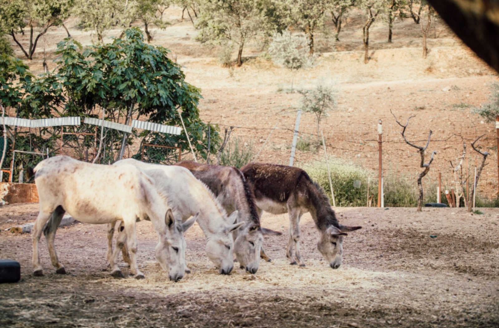 Donkey