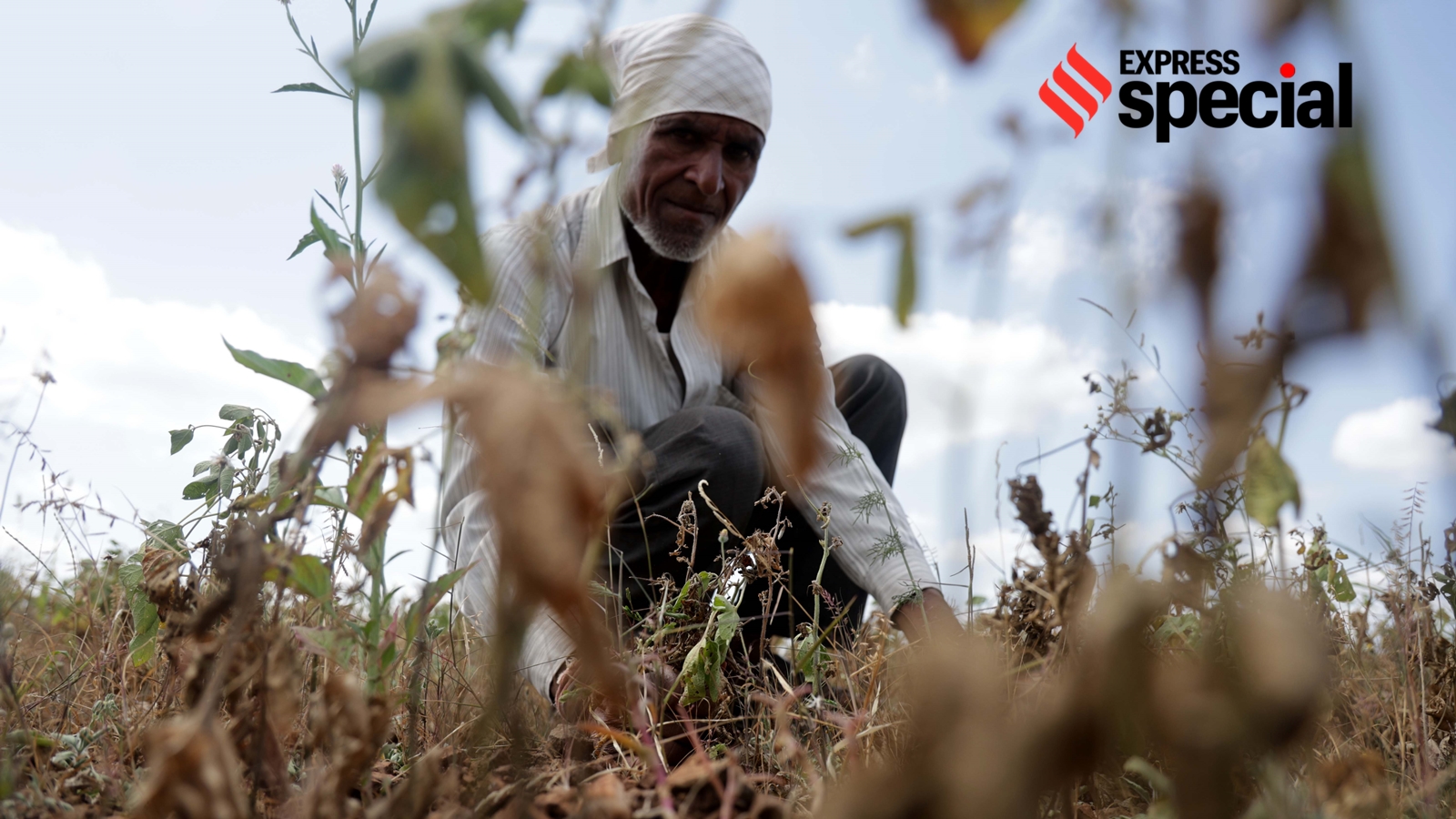 In this drought-hit taluka of Maharashtra, monsoon came, but a long dry spell followed