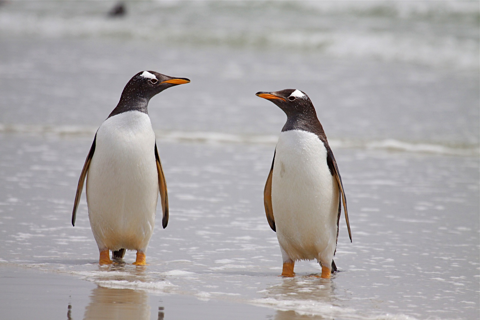 penguin