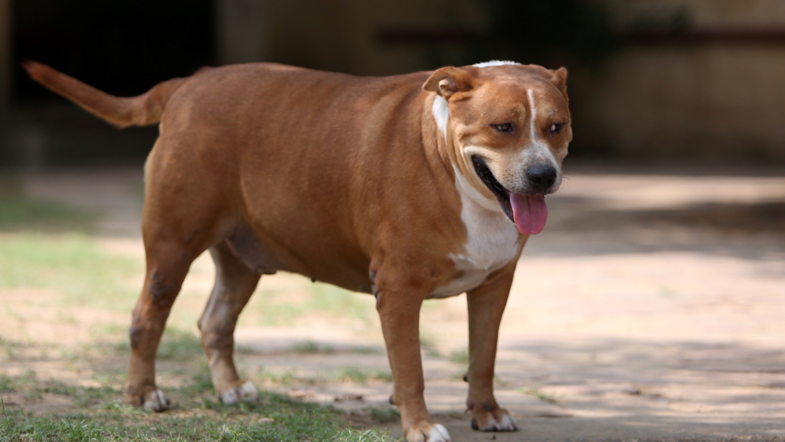 Delhi’s fat dogs are bringing strangers together, one vote at a time