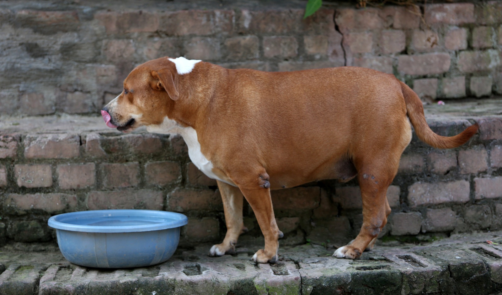 Googoo is sprawled on the floor at Jeevashram, his silky brown fur broken by white patches near his head.