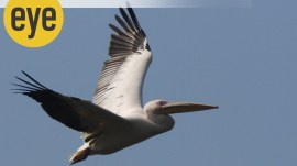 Great White Pelican