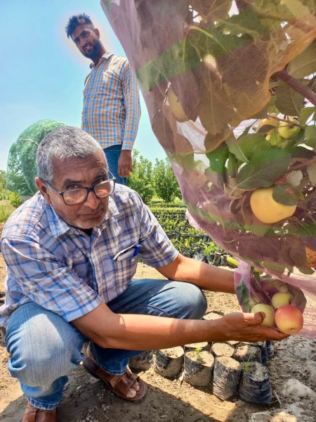 Jagdev Singh and Gurpreet SINGH with the fruits grown for gharelu Bagchi at Gurdeep’s Kissan Hi-tech nursery and at gharelu Bagichi . In four number photo (Jagdev Singh is sitting with Apple, Plant and Gurpreet is looking from behind)