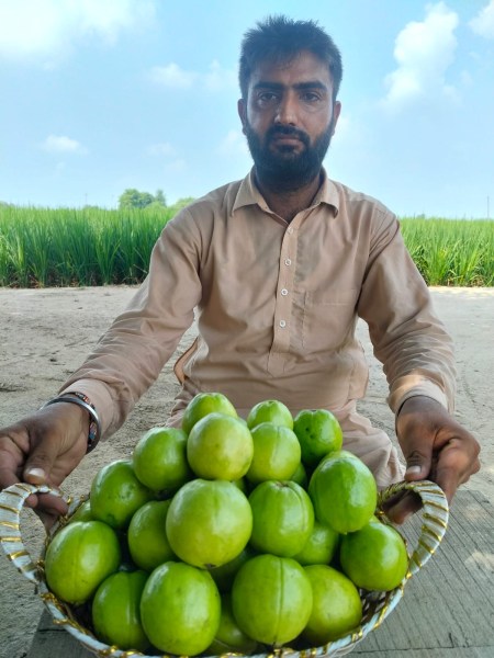 Jagdev Singh and Gurpreet SINGH with the fruits grown for gharelu Bagchi at Gurdeep’s Kissan Hi-tech nursery and at gharelu Bagichi . In four number photo (Jagdev Singh is sitting with Apple, Plant and Gurpreet is looking from behind)
